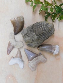 MIXED FOSSIL LOT ROCK STONE LAPIDARY SPECIMEN