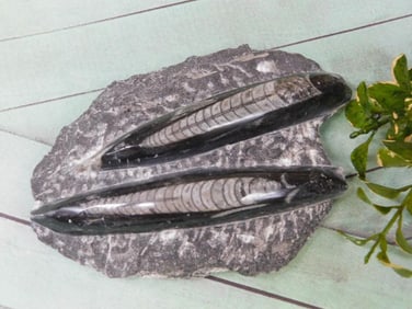 ORTHOCERAS ROCK STONE LAPIDARY SPECIMEN