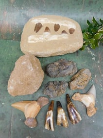 MIXED FOSSIL LOT ROCK STONE LAPIDARY SPECIMEN