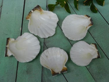 SEA SHELLS