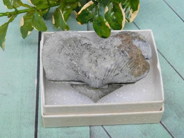 BRACHIOPOD ROCK STONE LAPIDARY SPECIMEN