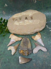 MIXED FOSSIL LOT ROCK STONE LAPIDARY SPECIMEN
