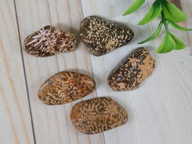 STARBURST JASPER ROCK STONE LAPIDARY SPECIMEN