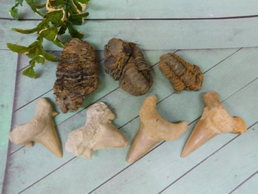 MIXED FOSSIL LOT ROCK STONE LAPIDARY SPECIMEN