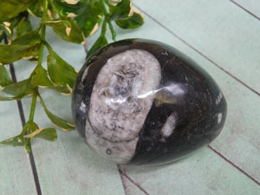 ORTHOCERAS EGG ROCK STONE LAPIDARY SPECIMEN