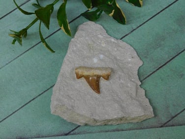 SHARK TOOTH IN MATRIX ROCK STONE LAPIDARY SPECIMEN