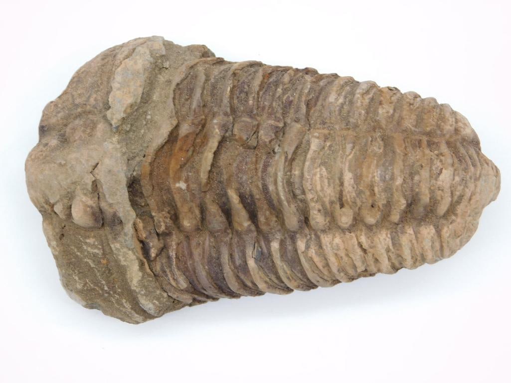 TRILOBITE FOSSIL ROCK STONE LAPIDARY SPECIMEN: TRILOBITE FOSSIL ROCK STONE LAPIDARY SPECIMEN