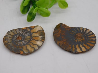 AMMONITE HALVES ROCK STONE LAPIDARY SPECIMEN