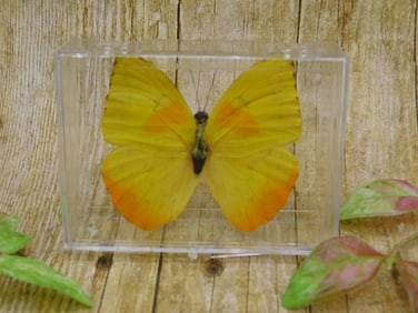 BUTTERFLY TAXIDERMY IN CASE ROCK STONE LAPIDARY SPECIMEN