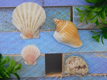 SEA SHELLS ROCK STONE LAPIDARY SPECIMEN