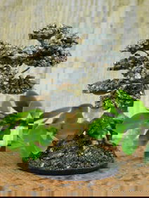 PYRITE TREE ROCK STONE LAPIDARY SPECIMEN