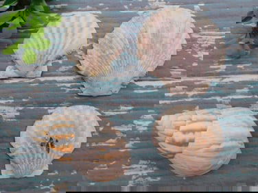 SEA SHELLS ROCK STONE LAPIDARY SPECIMEN