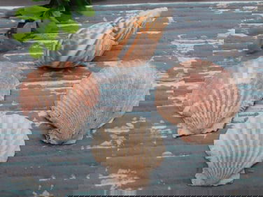 SEA SHELLS ROCK STONE LAPIDARY SPECIMEN