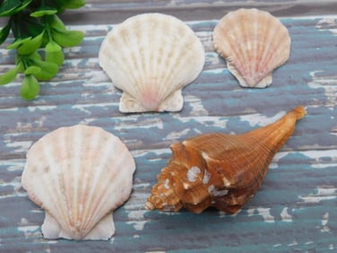SEA SHELLS ROCK STONE LAPIDARY SPECIMEN
