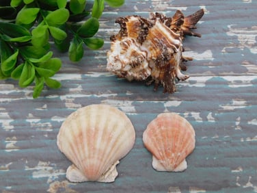 SEA SHELLS ROCK STONE LAPIDARY SPECIMEN