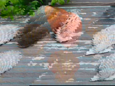 SEA SHELLS ROCK STONE LAPIDARY SPECIMEN