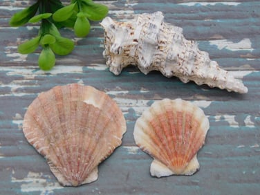 SEA SHELLS ROCK STONE LAPIDARY SPECIMEN