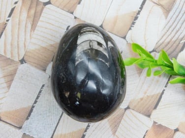 ORTHOCERAS EGG ROCK STONE LAPIDARY SPECIMEN