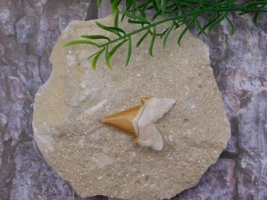 SHARK TOOTH IN MATRIX ROCK STONE LAPIDARY SPECIMEN