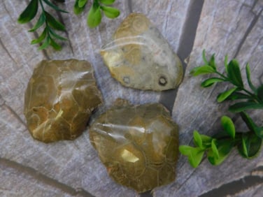 PETOSKEY CORAL STONES ROCK STONE LAPIDARY SPECIMEN