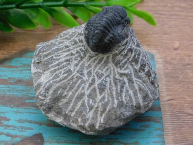 TRILOBITE FOSSIL ROCK STONE LAPIDARY SPECIMEN