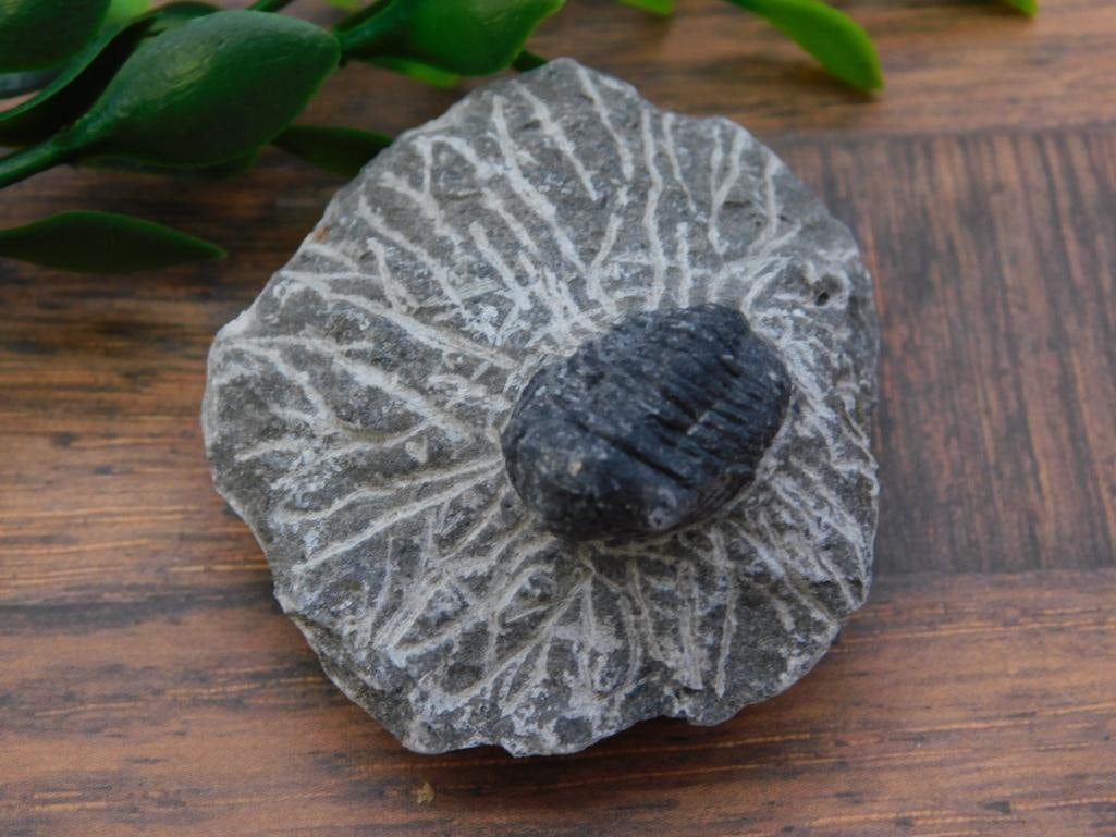 TRILOBITE FOSSIL ROCK STONE LAPIDARY SPECIMEN: TRILOBITE FOSSIL ROCK STONE LAPIDARY SPECIMEN