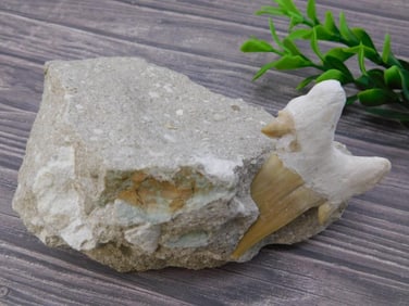 SHARK TOOTH IN MATRIX ROCK STONE LAPIDARY SPECIMEN