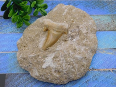 SHARK TOOTH IN MATRIX ROCK STONE LAPIDARY SPECIMEN