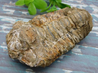 TRILOBITE FOSSIL ROCK STONE LAPIDARY SPECIMEN