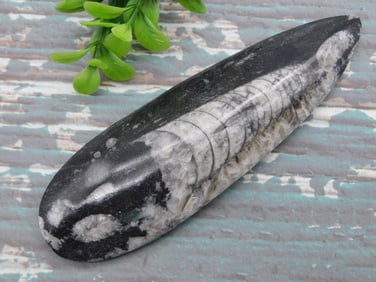 ORTHOCERAS ROCK STONE LAPIDARY SPECIMEN