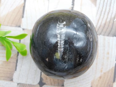 ORTHOCERAS SPHERE ROCK STONE LAPIDARY SPECIMEN