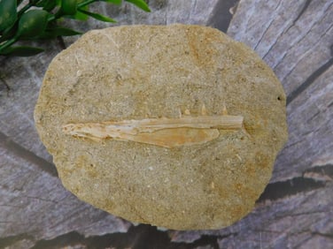 DINOSAUR BONE IN MATRIX ROCK STONE LAPIDARY SPECIMEN