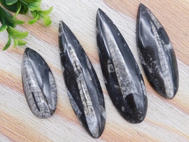 ORTHOCERAS ROCK STONE LAPIDARY SPECIMEN