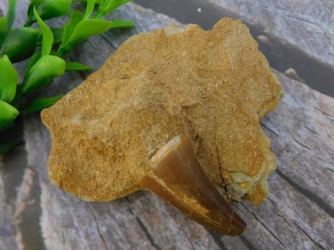 DINOSAUR TOOTH IN MATRIX ROCK STONE LAPIDARY SPECIMEN