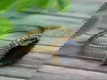 STONE FASHION RING ROCK STONE LAPIDARY SPECIMEN