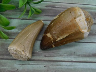DINOSAUR TEETH ROCK STONE LAPIDARY SPECIMEN