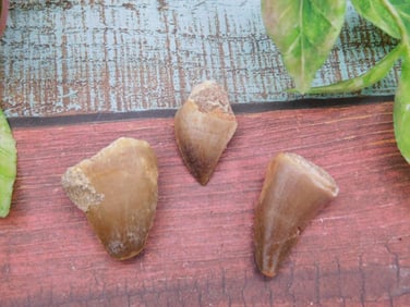 DINOSAUR TEETH ROCK STONE LAPIDARY SPECIMEN