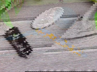 SZECHO SLOVAKIA FOLDING KNIFE VINTAGE ANTIQUE