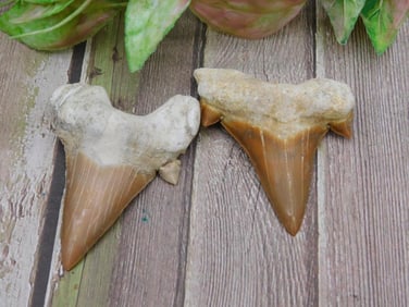 SHARK TEETH ROCK STONE LAPIDARY SPECIMEN