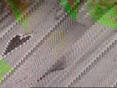 TIGER EYE HEART PENDANT ROCK STONE LAPIDARY SPECIMEN