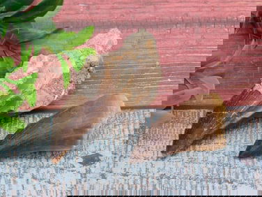 DINOSAUR TEETH ROCK STONE LAPIDARY SPECIMEN