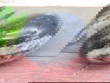 ORTHOCERAS EGG ROCK STONE LAPIDARY SPECIMEN