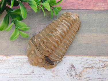 TRILOBITE FOSSIL ROCK STONE LAPIDARY SPECIMEN