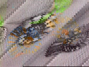 AMMONITE HALVES ROCK STONE LAPIDARY SPECIMEN