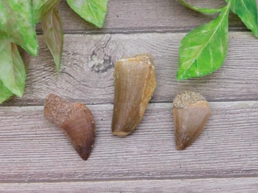 DINOSAUR TEETH ROCK STONE LAPIDARY SPECIMEN