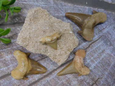 SHARK TEETH ROCK STONE LAPIDARY SPECIMEN