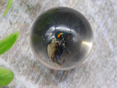 BUG IN RESIN MARBLE
