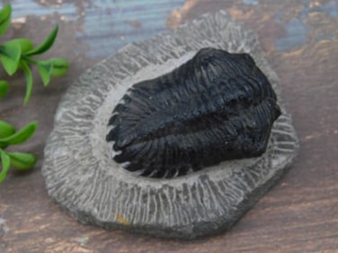 TRILOBITE ROCK STONE LAPIDARY SPECIMEN