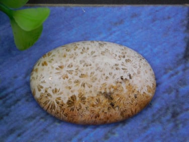 FOSSILIZED CORAL CABOCHON ROCK STONE LAPIDARY SPECIMEN