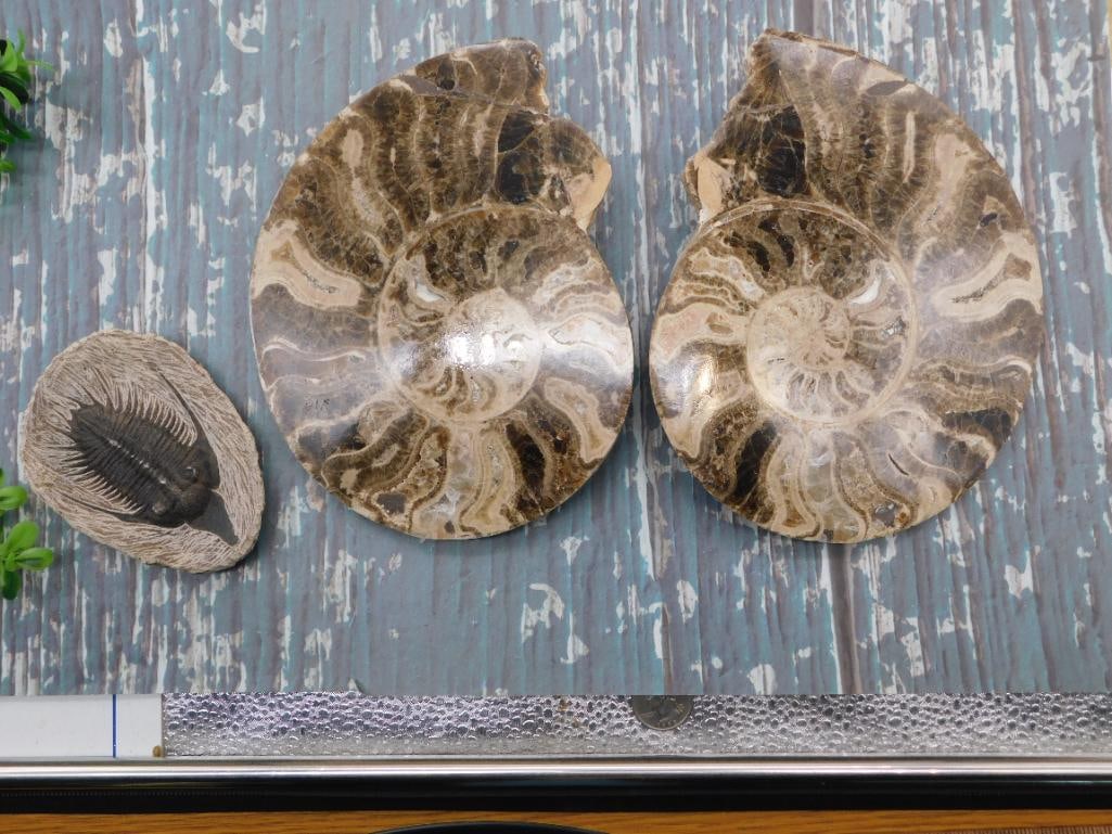 MIXED FOSSIL LOT ROCK STONE LAPIDARY SPECIMEN: MIXED FOSSIL LOT ROCK STONE LAPIDARY SPECIMEN